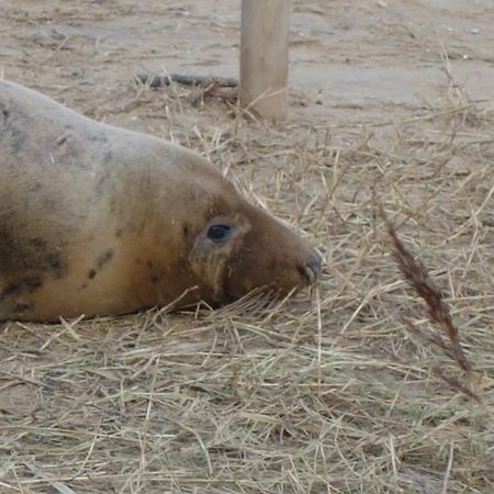 Common Cottage North Somercotes 外观 照片